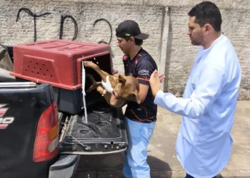 policia-civil-resgata-animais-em-situacao-de-maus-tratos-em-caldas-novas