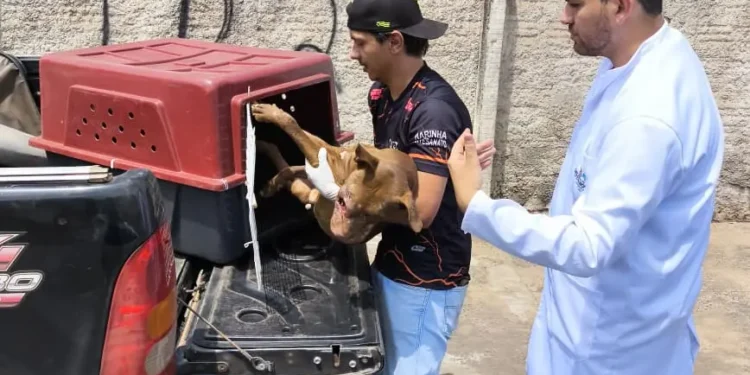 policia-civil-resgata-animais-em-situacao-de-maus-tratos-em-caldas-novas