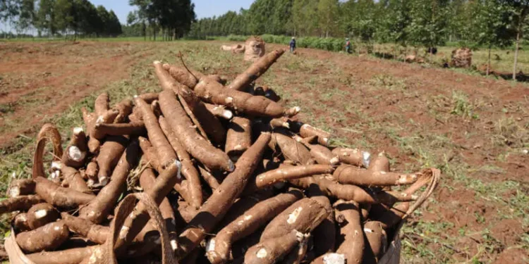 mandioca-movimenta-19-milhoes-de-toneladas-no-brasil