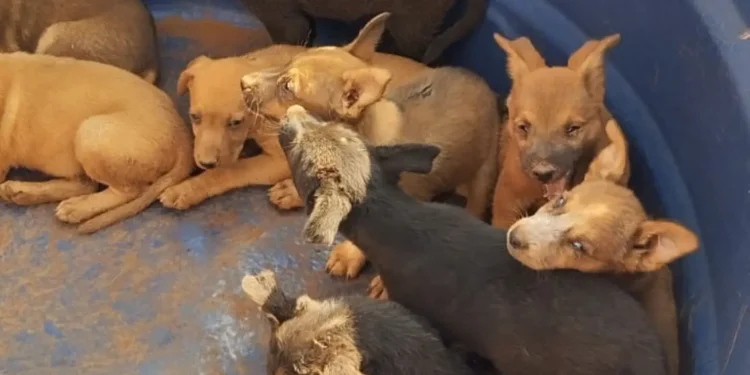 bombeiros-resgatam-nove-filhotes-de-cachorro-presos-em-buracos-em-goiatuba