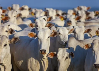 ibge-aponta-que-o-brasil-tem-12%-mais-gado-do-que-pessoas