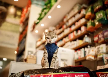 populacao-de-gatos-dispara-e-movimenta-setor-pet-brasileiro