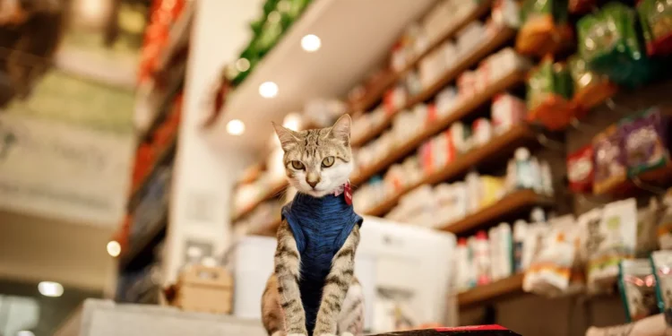 populacao-de-gatos-dispara-e-movimenta-setor-pet-brasileiro