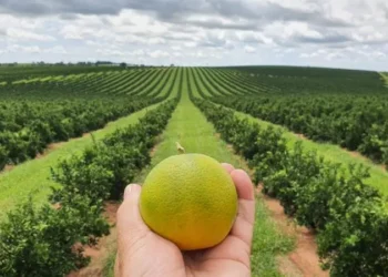 citricultura-enfrenta-clima-irregular-e-avanca-com-irrigacao