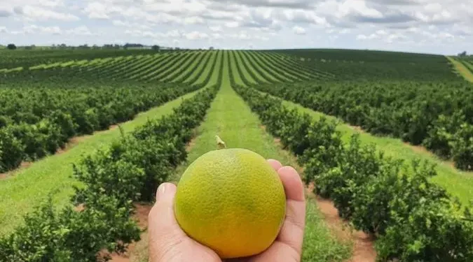 citricultura-enfrenta-clima-irregular-e-avanca-com-irrigacao