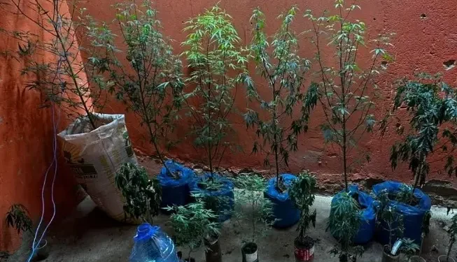 homem-usava-furto-de-energia-para-manter-estufa-de-maconha-em-funcionamento-em-uruana