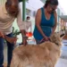 campanha-antirrabica-mobiliza-capital-com-288-pontos-de-vacinacao-para-caes-e-gatos