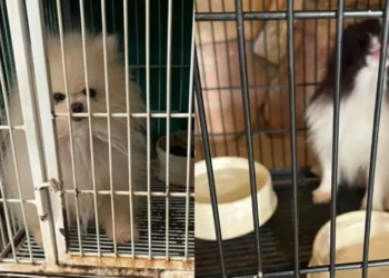 pcgo-resgata-mais-de-200-caes-em-situacao-de-maus-tratos-em-canil-clandestino-em-goiania