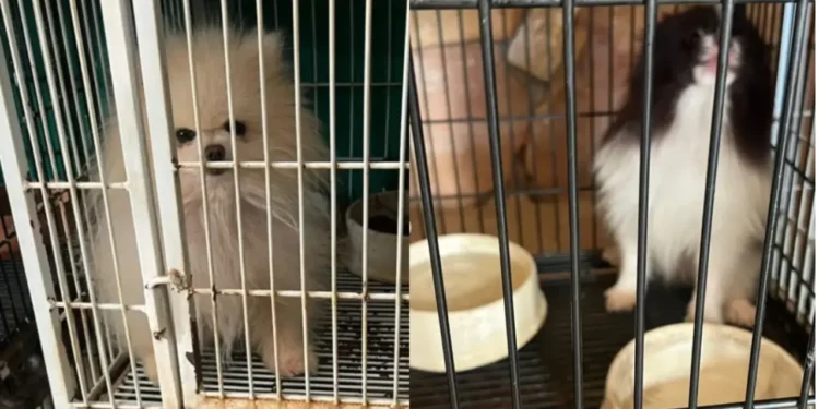 pcgo-resgata-mais-de-200-caes-em-situacao-de-maus-tratos-em-canil-clandestino-em-goiania