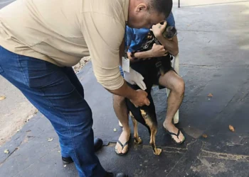 dia-d-de-imunizacao:-milhares-de-caes-e-gatos-vao-aos-pontos-de-vacinacao-antirrabica-em-goiania