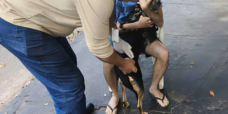 dia-d-de-imunizacao:-milhares-de-caes-e-gatos-vao-aos-pontos-de-vacinacao-antirrabica-em-goiania