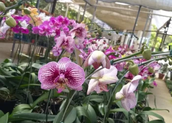 goiania-recebe-1a-exposicao-de-orquideas-com-mudas-gratis-em-troca-de-alimentos