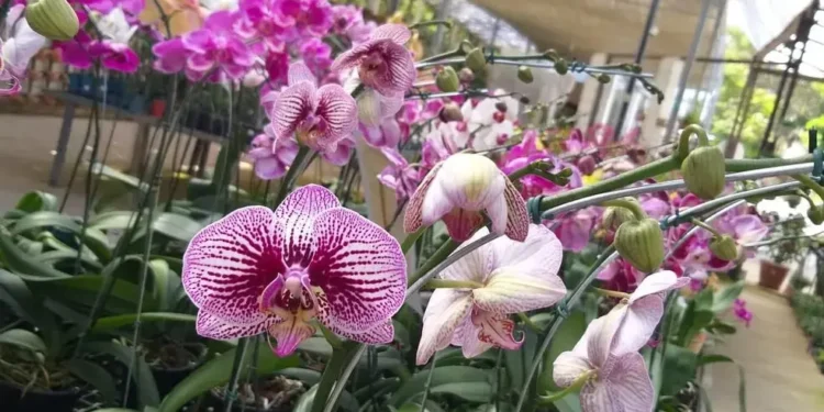 goiania-recebe-1a-exposicao-de-orquideas-com-mudas-gratis-em-troca-de-alimentos