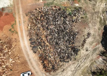 semad-autua-40-ceramicas-em-goias-por-falta-de-licenca-ambiental-e-uso-de-madeira-ilegal