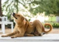 cinco-insetos-que-colocam-em-risco-a-vida-dos-animais-de-estimacao