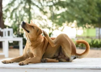 cinco-insetos-que-colocam-em-risco-a-vida-dos-animais-de-estimacao