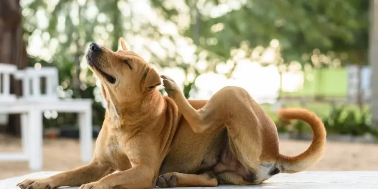 cinco-insetos-que-colocam-em-risco-a-vida-dos-animais-de-estimacao
