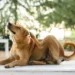 cinco-insetos-que-colocam-em-risco-a-vida-dos-animais-de-estimacao