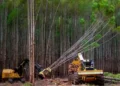 producao-florestal-brasileira-atinge-r$-44,3-bilhoes-e-bate-recorde-historico