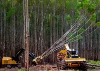 producao-florestal-brasileira-atinge-r$-44,3-bilhoes-e-bate-recorde-historico