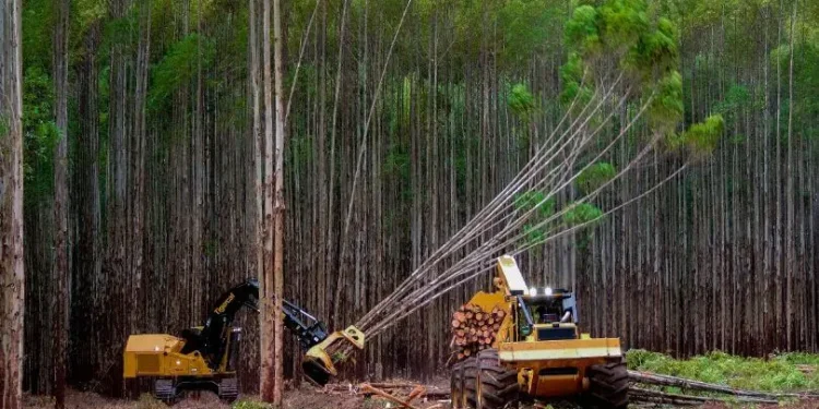 producao-florestal-brasileira-atinge-r$-44,3-bilhoes-e-bate-recorde-historico