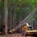 producao-florestal-brasileira-atinge-r$-44,3-bilhoes-e-bate-recorde-historico