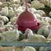 retorno-das-exportacoes-de-frango-a-china-reposiciona-goias-no-setor-avicola