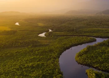 suica-anuncia-doacao-milionaria-ao-fundo-amazonia-durante-a-cop30