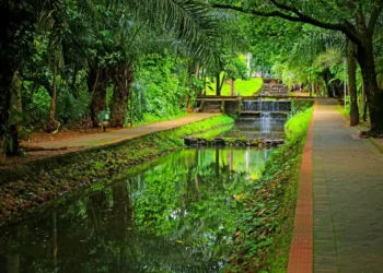 mp-go-investiga-podas-irregulares-e-a-conducao-da-arborizacao-em-goiania