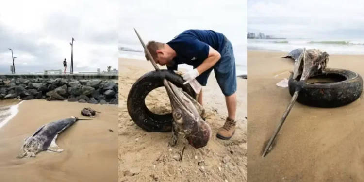 peixe-gigante-e-encontrado-morto-com-pneu-preso-no-bico-em-sc