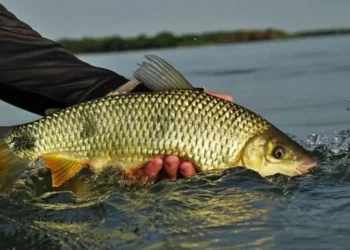 batalhao-ambiental-reforca-fiscalizacao-durante-a-piracema-em-goias