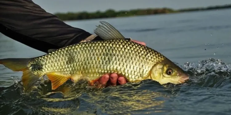 batalhao-ambiental-reforca-fiscalizacao-durante-a-piracema-em-goias