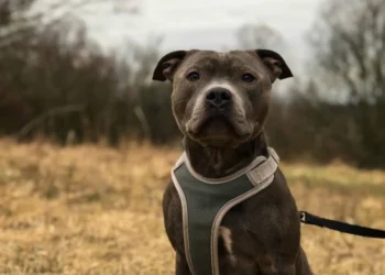 anapolis-discute-novas-regras-para-circulacao-de-caes-de-grande-porte-em-locais-publicos