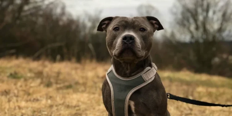 anapolis-discute-novas-regras-para-circulacao-de-caes-de-grande-porte-em-locais-publicos