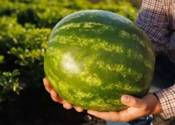 goias-lidera-producao-de-melancia-no-brasil-e-abre-novas-rotas-globais