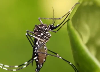 goiania-registra-27-mil-casos-de-dengue-e-34-mortes-em-2025