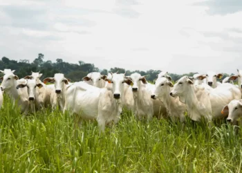 goias-vive-melhor-ciclo-da-pecuaria-e-avicultura-em-uma-decada