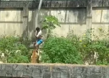 homem-morre-apos-invadir-recinto-de-leoa-no-parque-da-bica,-em-joao-pessoa-(pb)