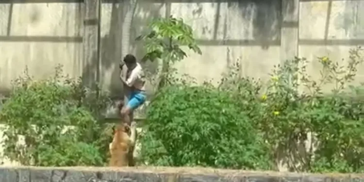 homem-morre-apos-invadir-recinto-de-leoa-no-parque-da-bica,-em-joao-pessoa-(pb)