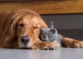 hoteis-para-pets-em-goias-devem-ter-sistema-de-monitoramento-por-cameras