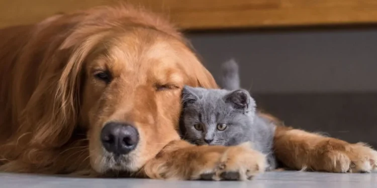 hoteis-para-pets-em-goias-devem-ter-sistema-de-monitoramento-por-cameras