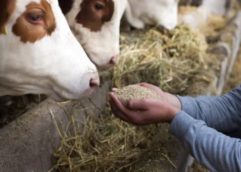 brasil-amplia-producao-de-racoes-e-projeta-94-milhoes-de-toneladas-em-2025