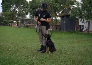 pmgo-promove-feira-inedita-para-adocao-de-caes-resgatados-e-adestrados-em-goiania