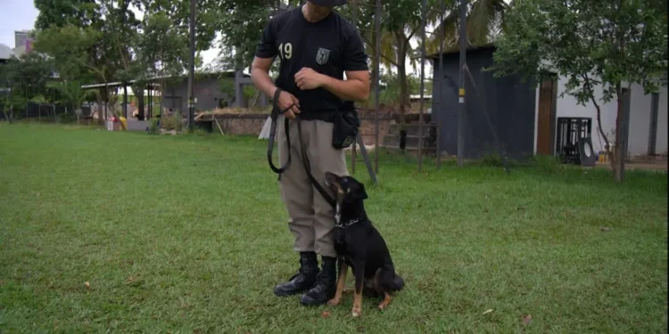 pmgo-promove-feira-inedita-para-adocao-de-caes-resgatados-e-adestrados-em-goiania