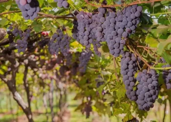 goias-e-o-4o-estado-mais-premiado-do-brasil-na-producao-de-vinhos-em-2025