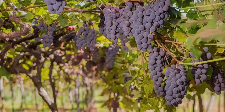 goias-e-o-4o-estado-mais-premiado-do-brasil-na-producao-de-vinhos-em-2025