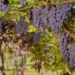 goias-e-o-4o-estado-mais-premiado-do-brasil-na-producao-de-vinhos-em-2025