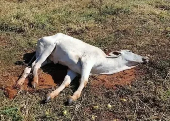 aumento-de-casos-de-raiva-bovina-acende-alerta-sanitario-em-goias