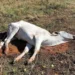 aumento-de-casos-de-raiva-bovina-acende-alerta-sanitario-em-goias