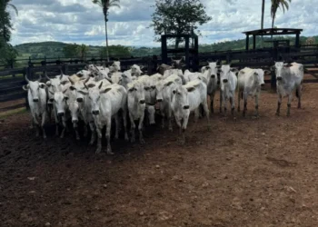 operacao-desmonta-falsa-invasao-e-prende-quadrilha-que-roubou-47-cabecas-de-gado-em-goiatuba